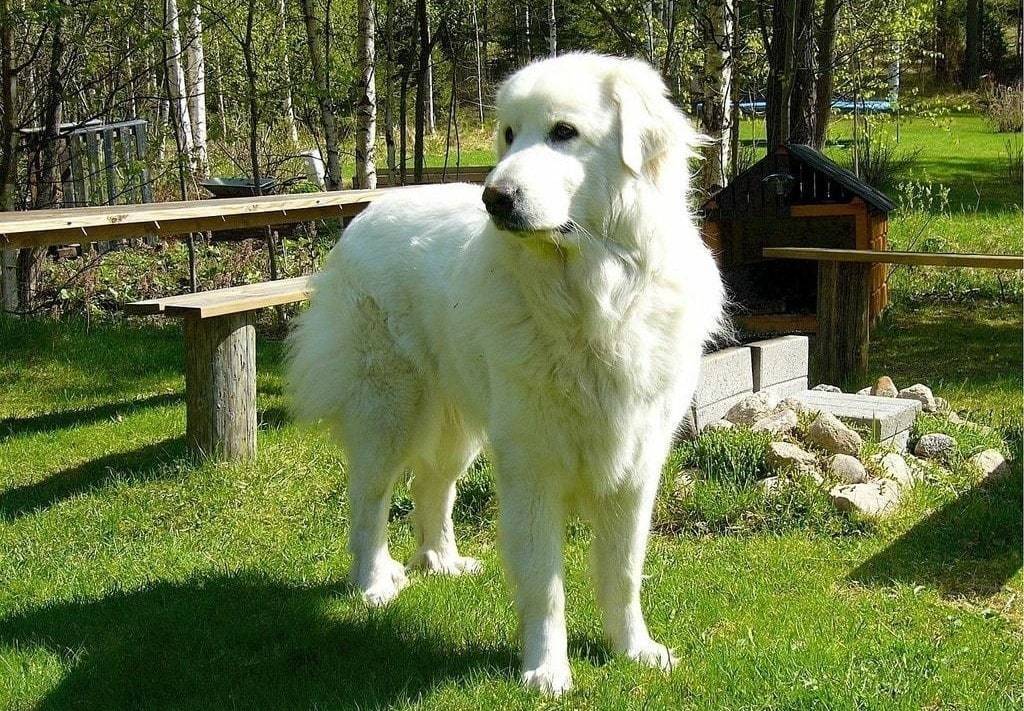 Des astuces pratiques pour le tartre et l'hygiène dentaire du chien